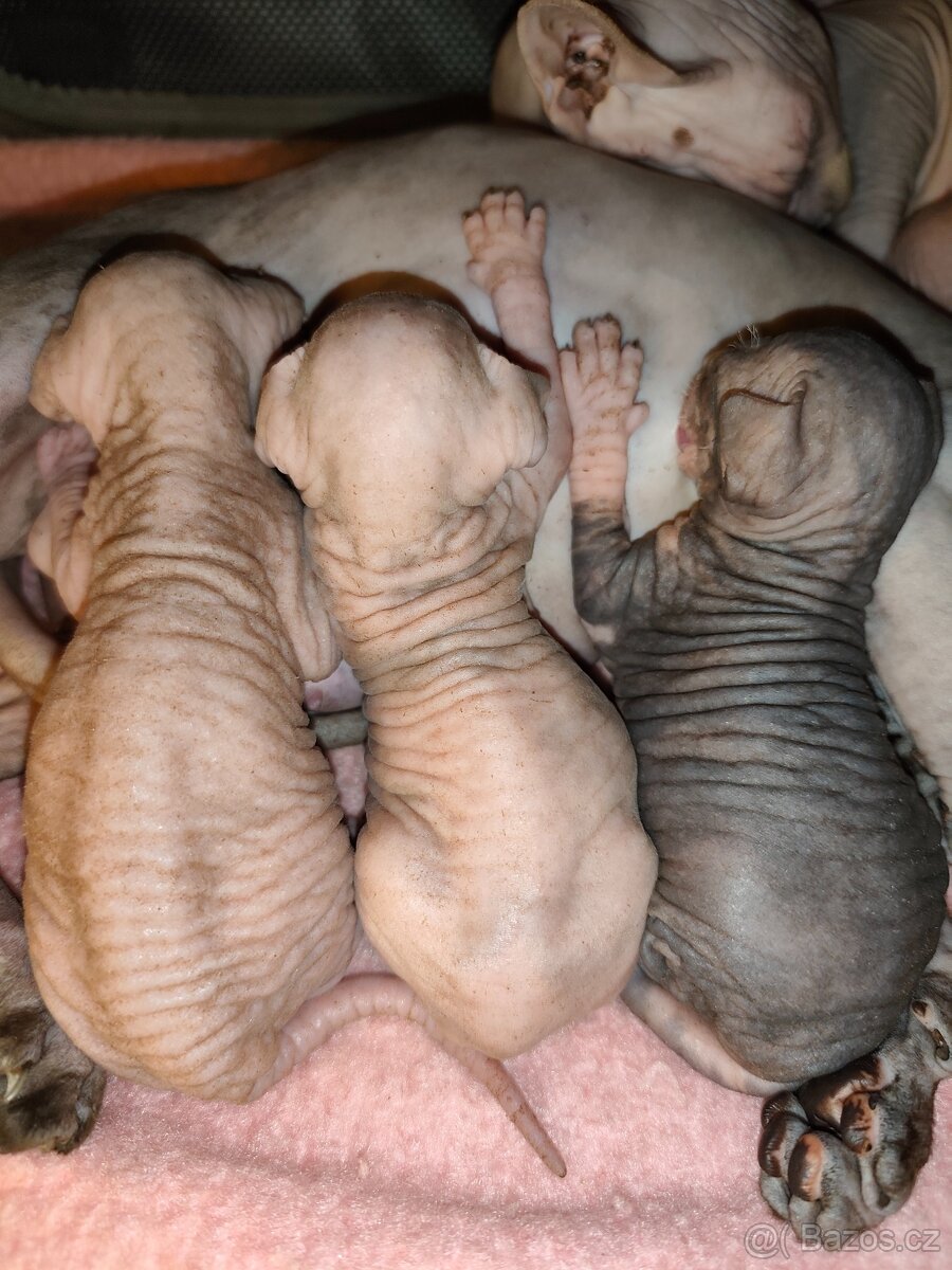 Kanadský sphynx - 3