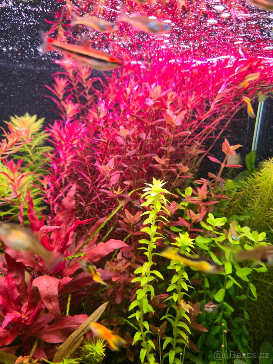 Akvarijní rostlinky z prostřihu - 3