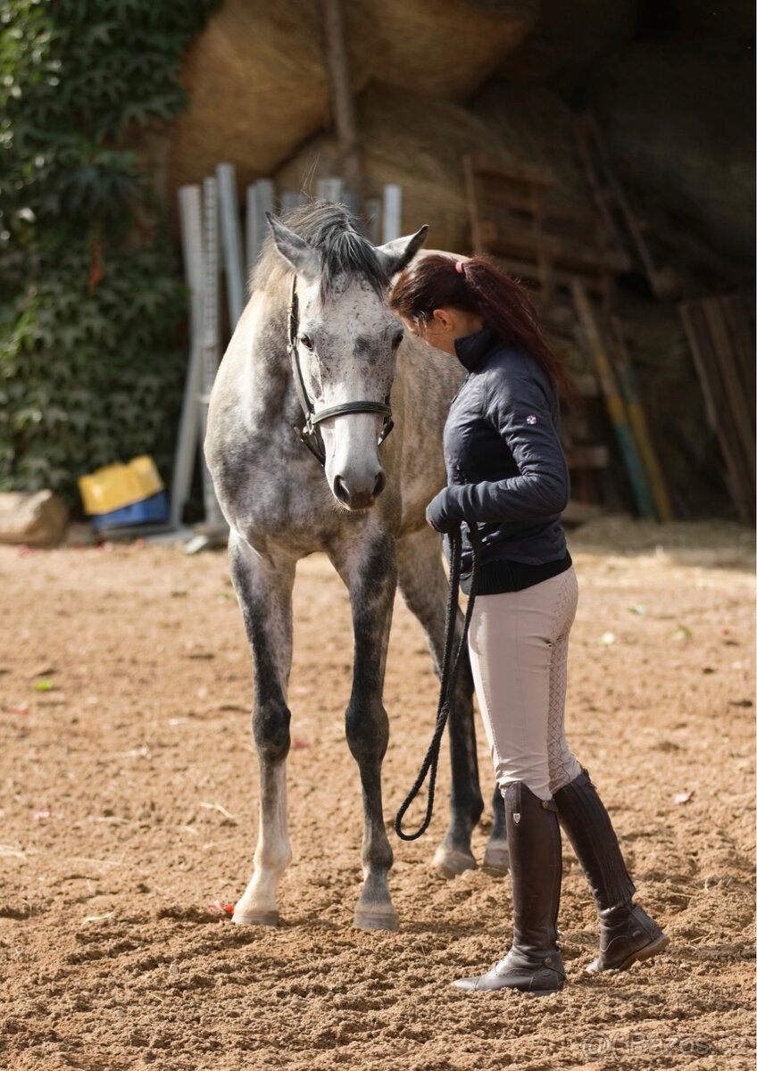 Devítiletý plnokrevný valach - 3