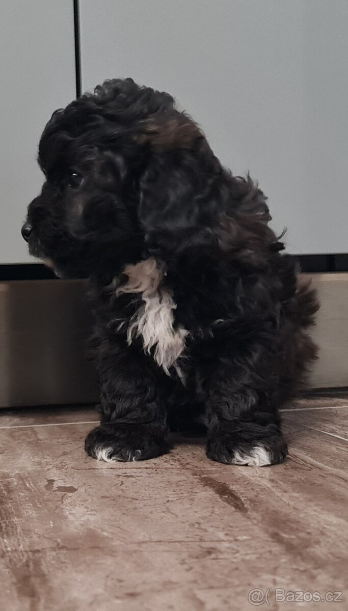 Maltipoo cavapoo Cockapoo pudel - 3