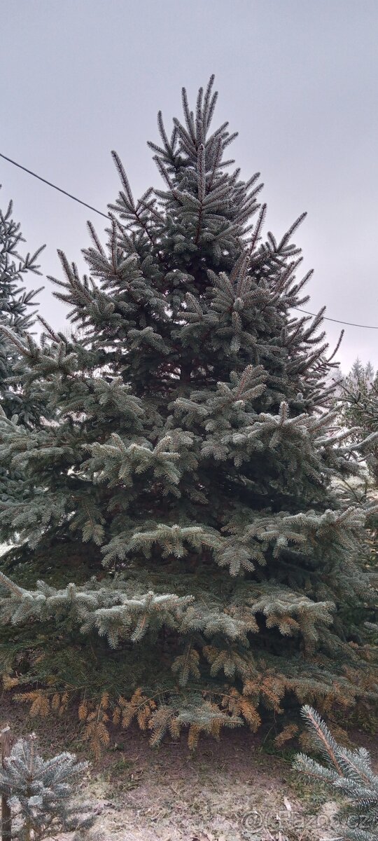 Vánoční stromeček, stromek, strom, smrk pichlavý č.2 - 3