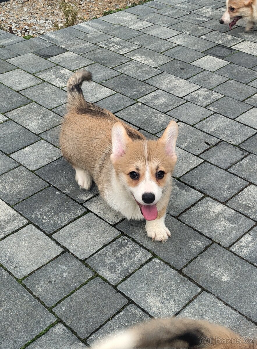 Welsh Corgi Pembroke - 3