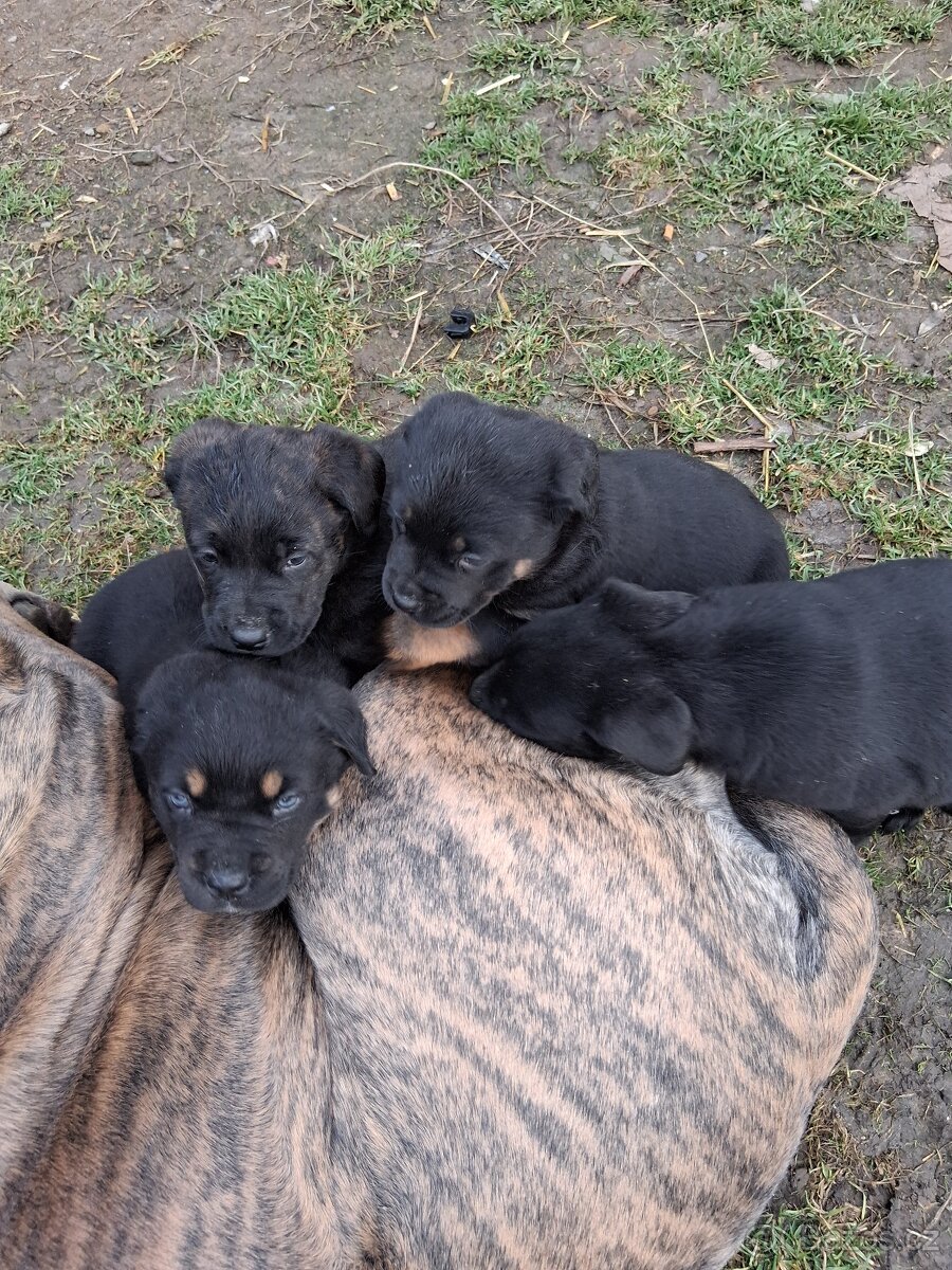 Štěňátka - 3