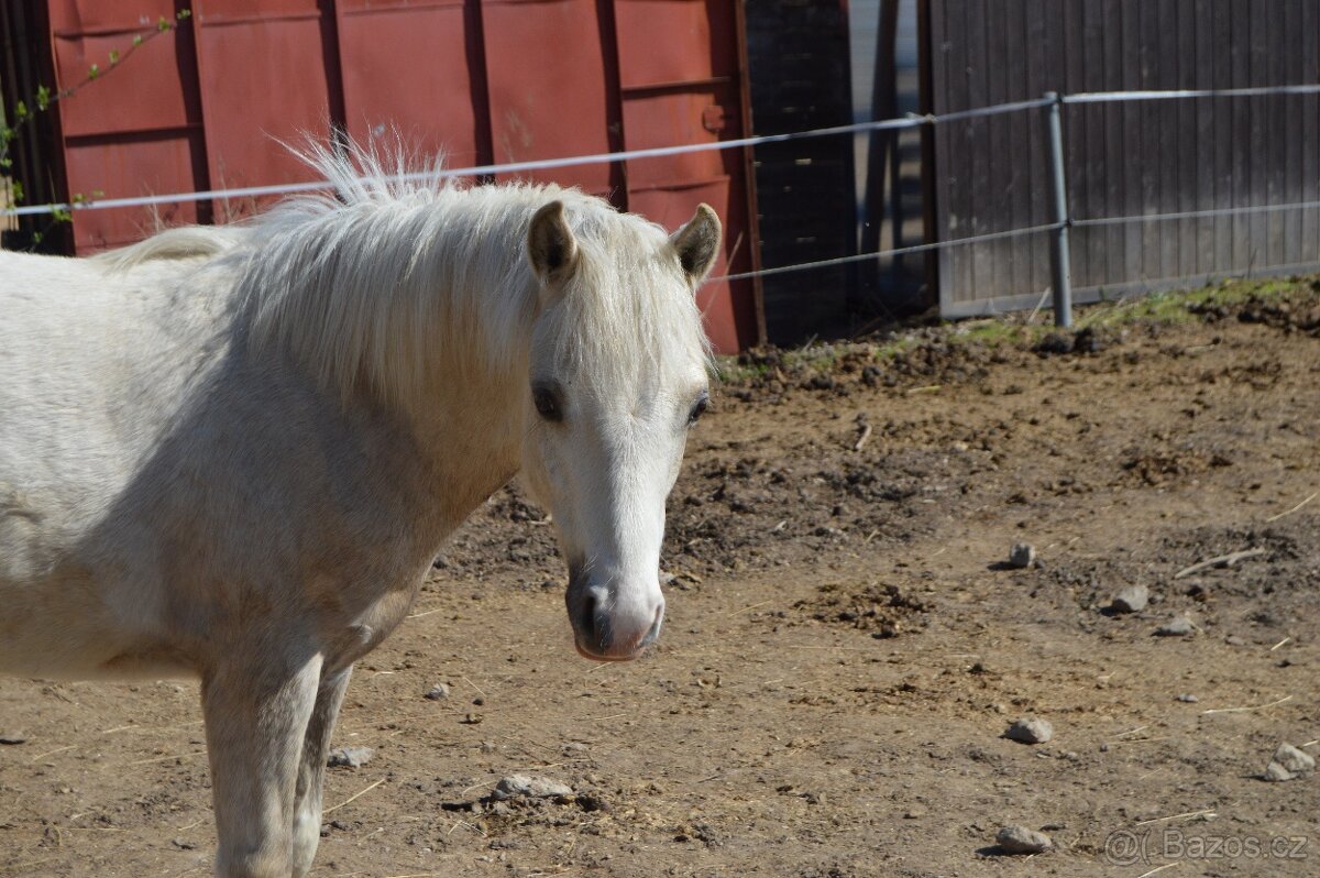 1,5 roční pony valach - 3