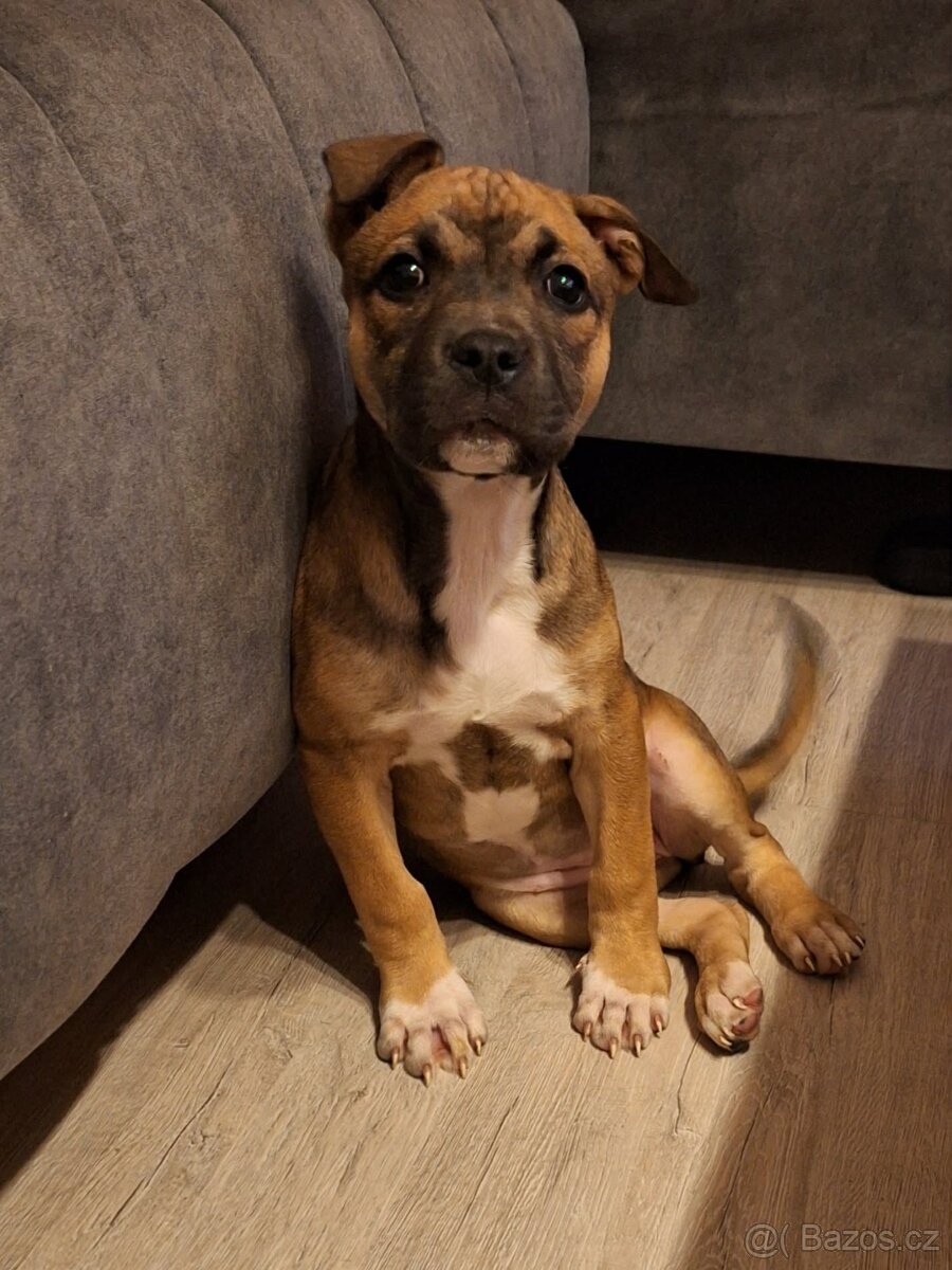 Americký stafordšírský teriér - 3