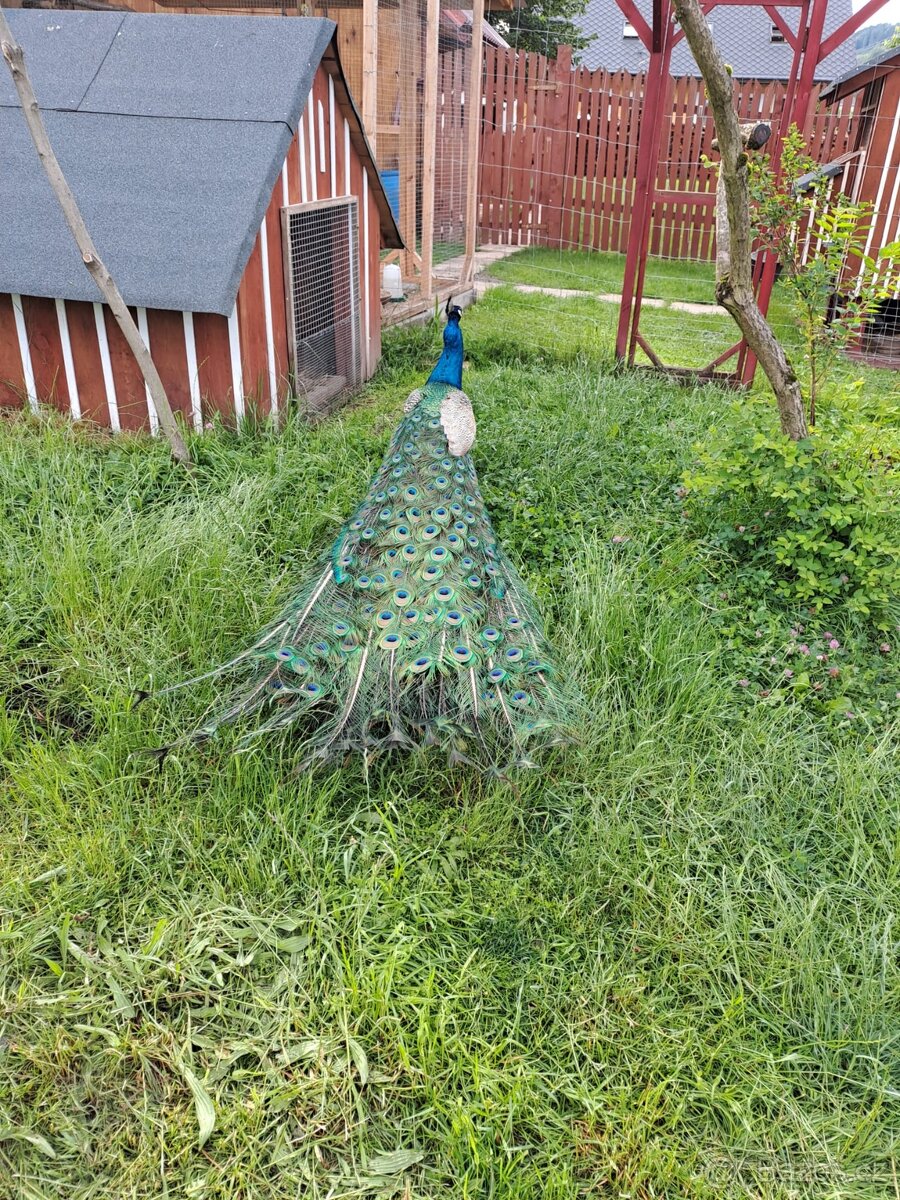 Páv, Páv korunkatý, Páv modrý - 3