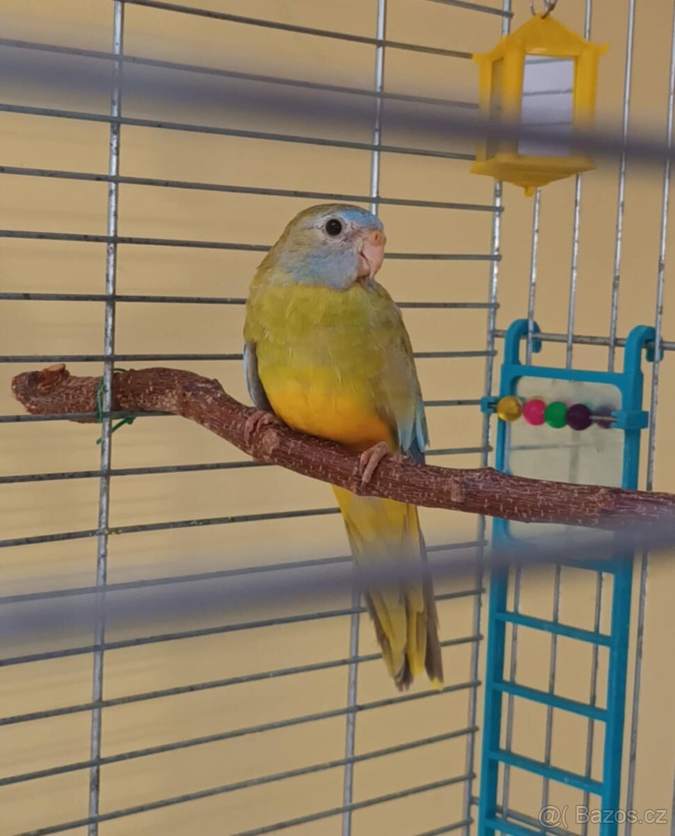 Neoféma modrohlavá - 3