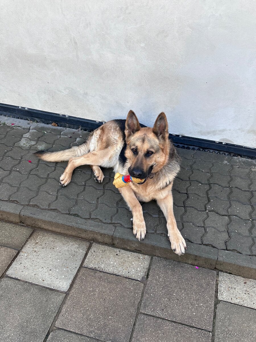Daruji fenku německého ovčáka do dobrých rukou - 3