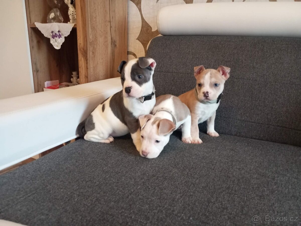 Stafordšírský bulteriér - 3