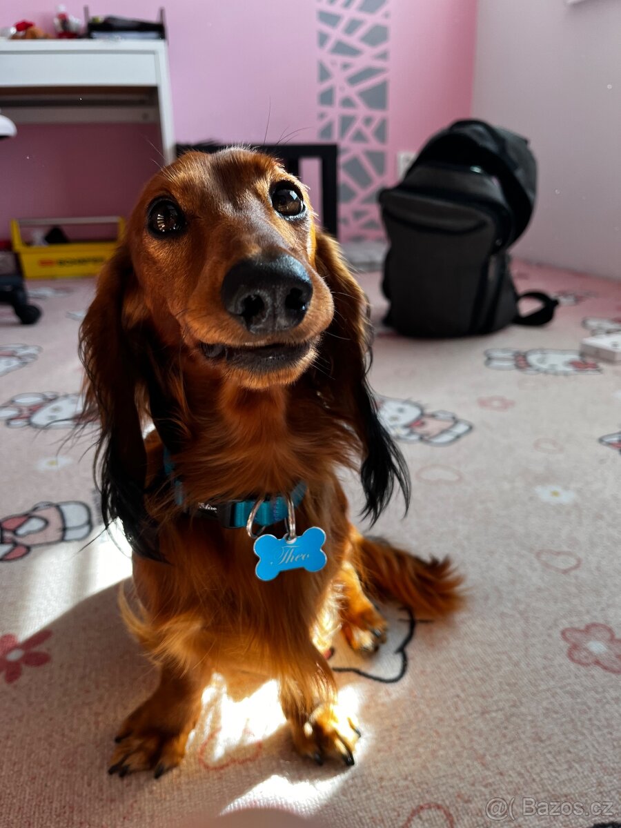 Nabídka krytí-dlouhosrstý jezevčík s PP - 3