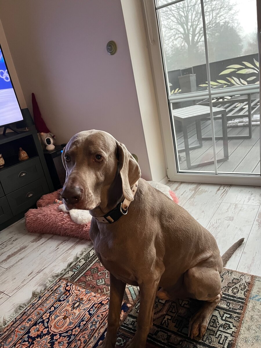 Výmarský ohař - 3