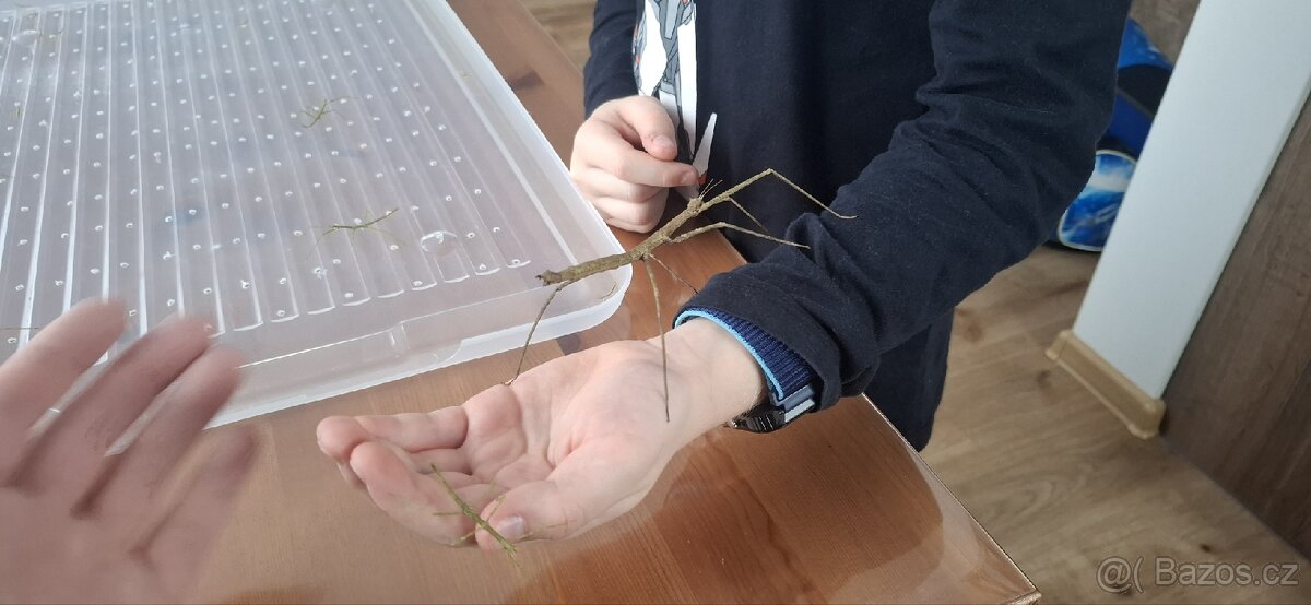 Strašilka - Pakobylka rohatá - 3