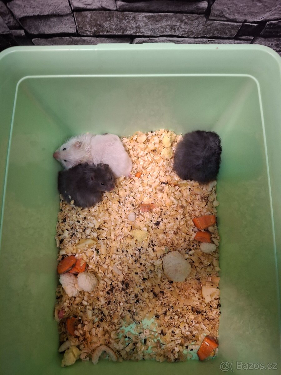 Křeček syrský - 3