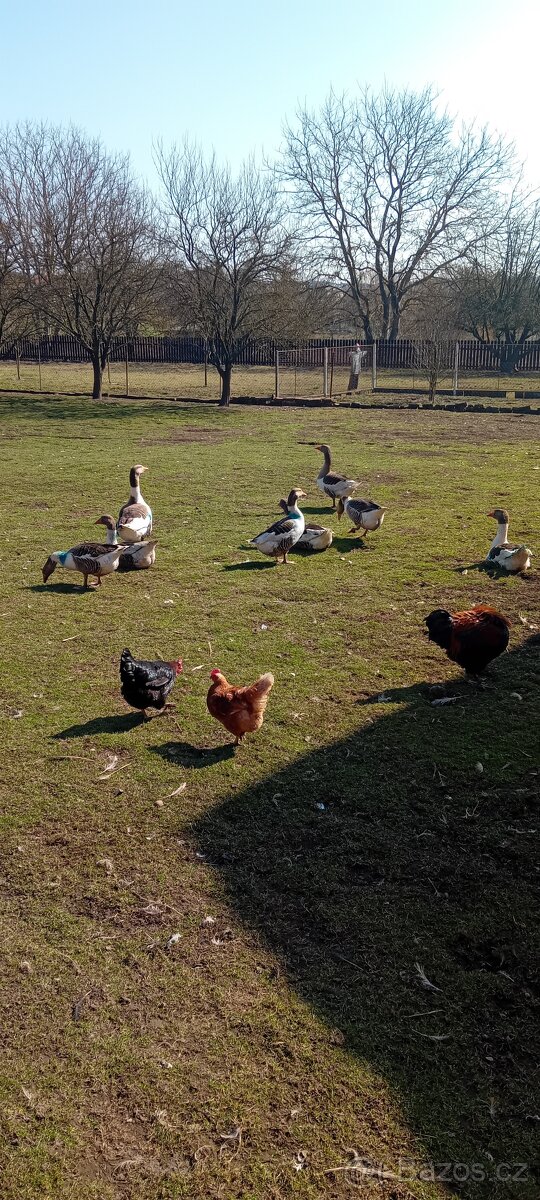 Prodám pomořanské housery - 3