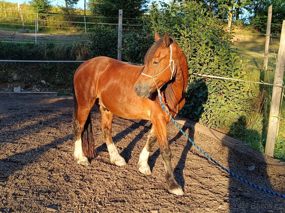 Prodám Welsh Cob D - 3