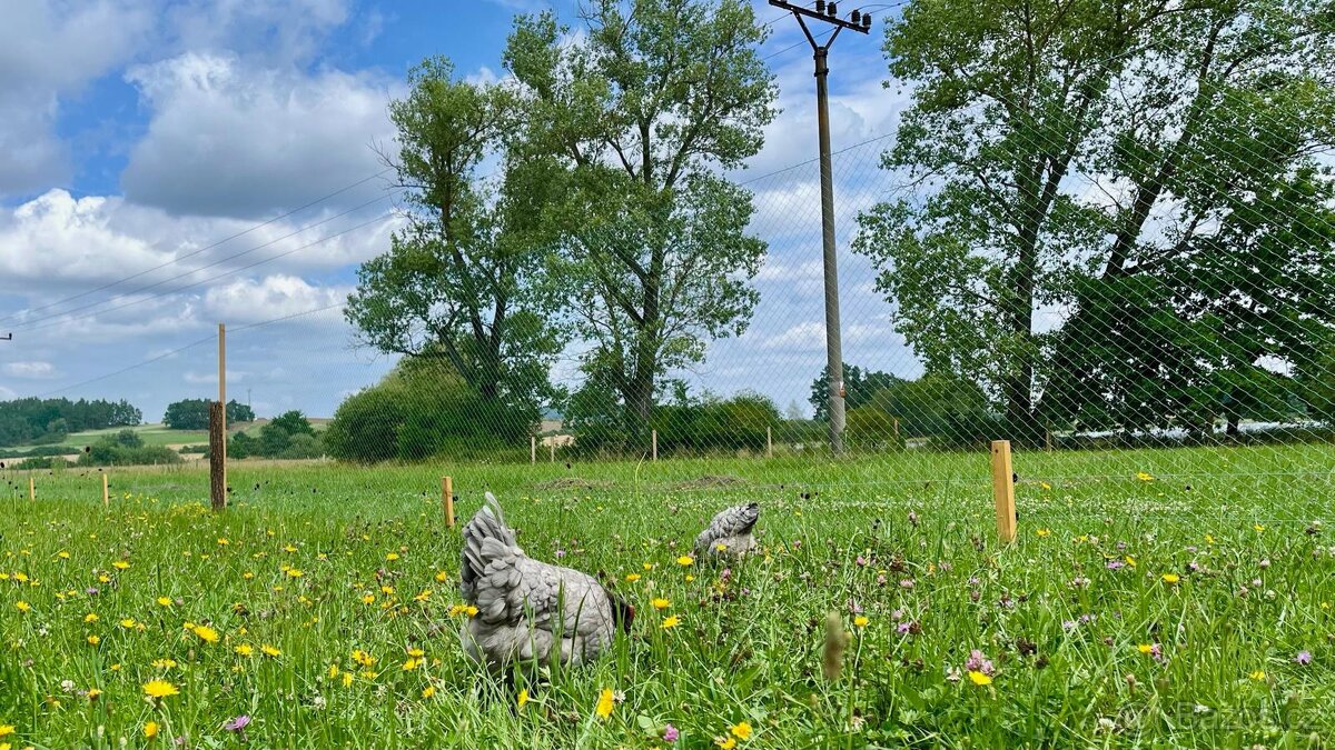 Domácí vajíčka - 3