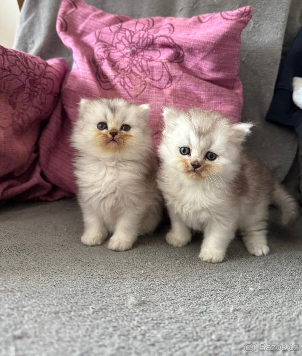 Britská koťátka - 3