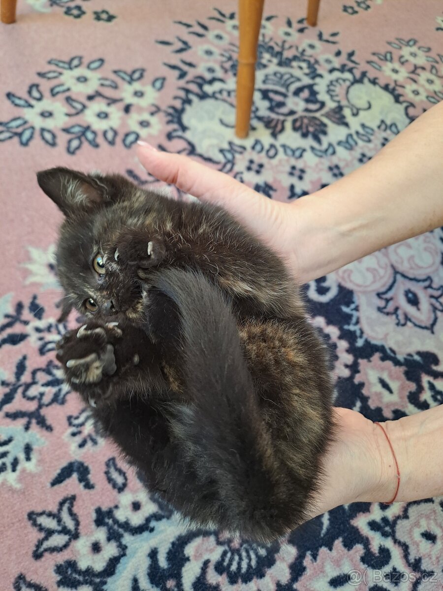 Daruji koťata - 3