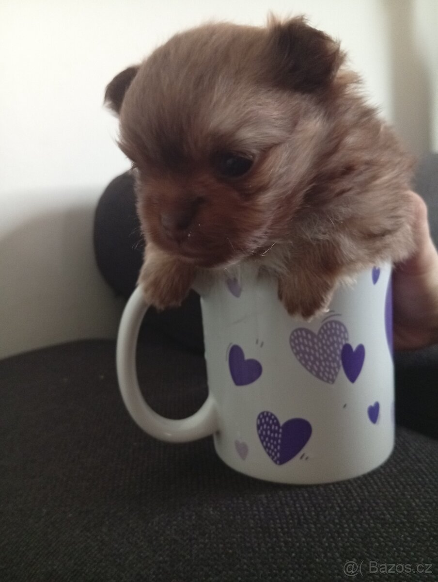 Prodám pomerian - 3