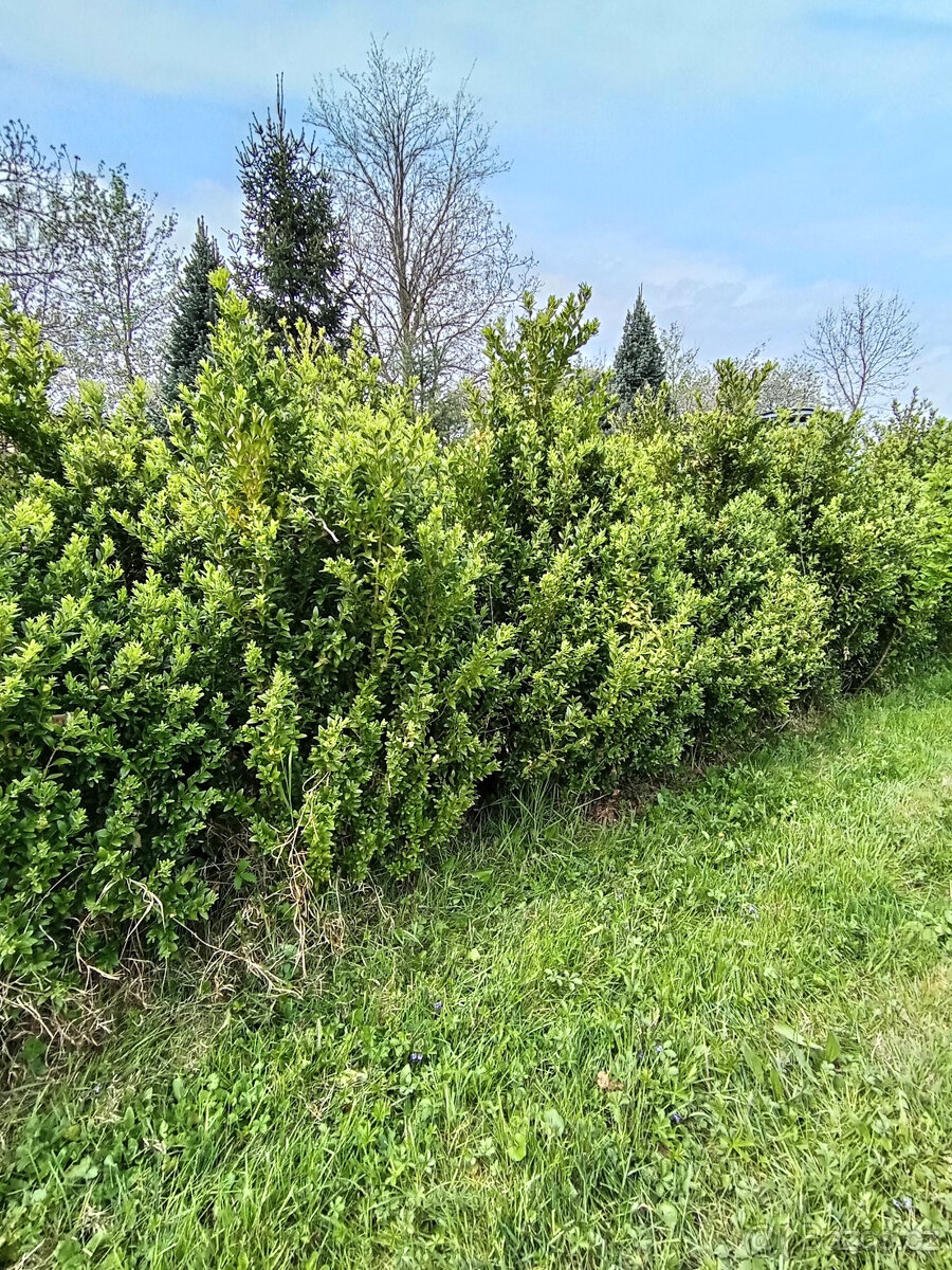 Zimostráz obecný (buxus, krušpánek). - 3