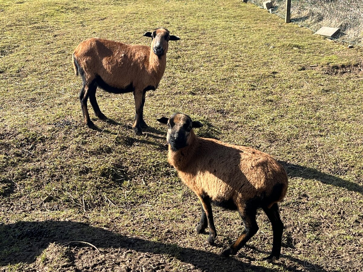 Ovce kamerunská - 3