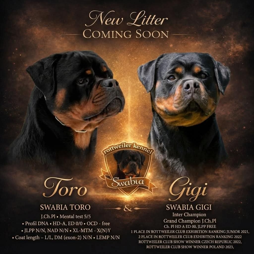 ŠTĚŇÁTA ROTTWEILER /ROTVAJLER - 3