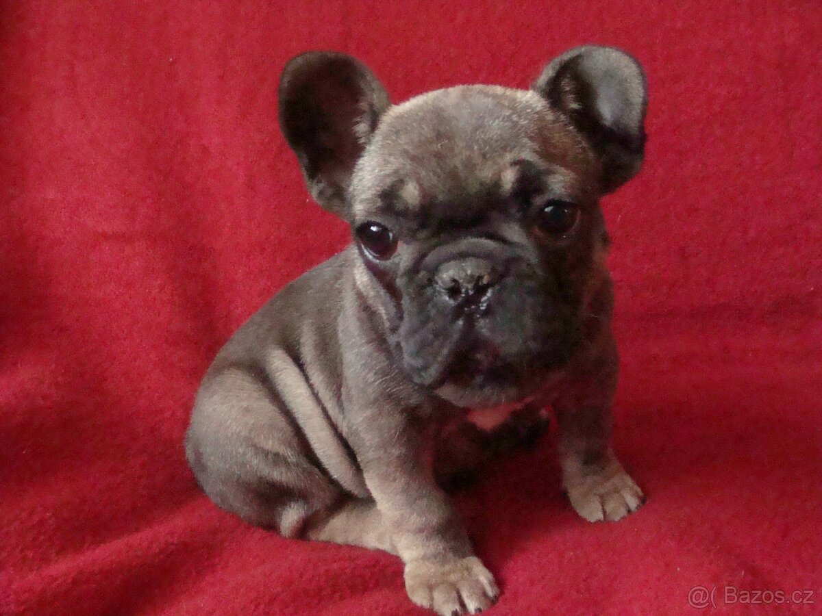 francouzský buldoček - 3