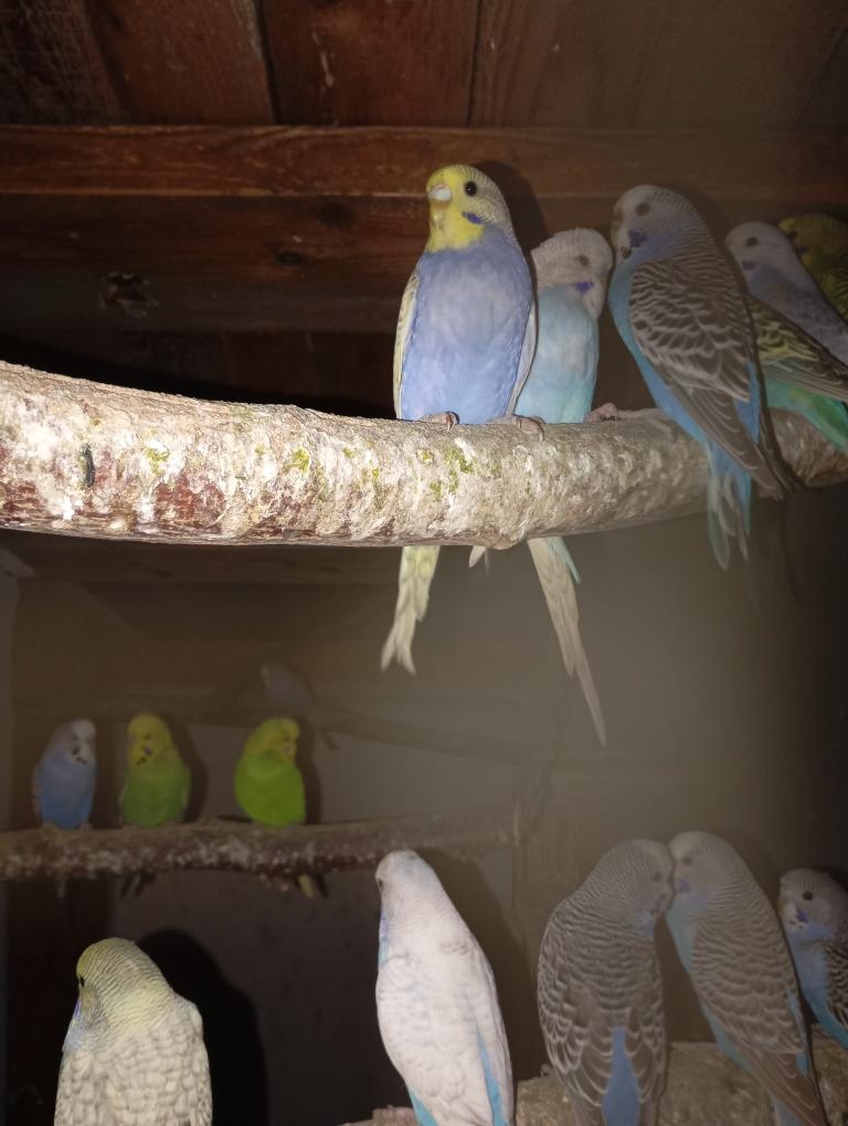 Andulka vlnkovaná - 3