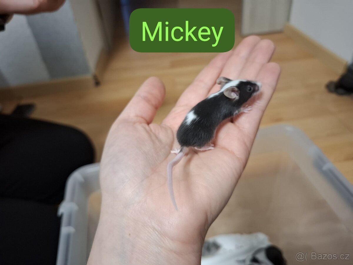 Myšky - 3