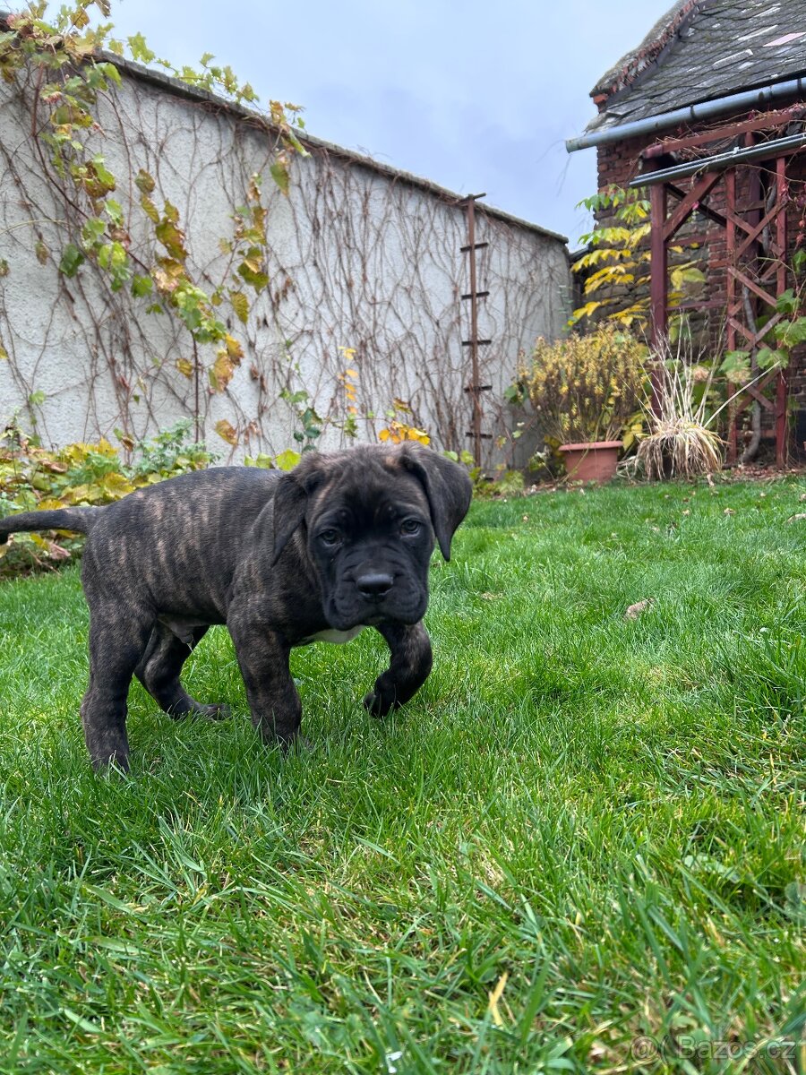 Cane Corso štěňátka BEZ PP - 3