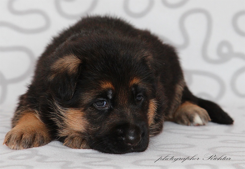 Německý ovčák štěňata - 3