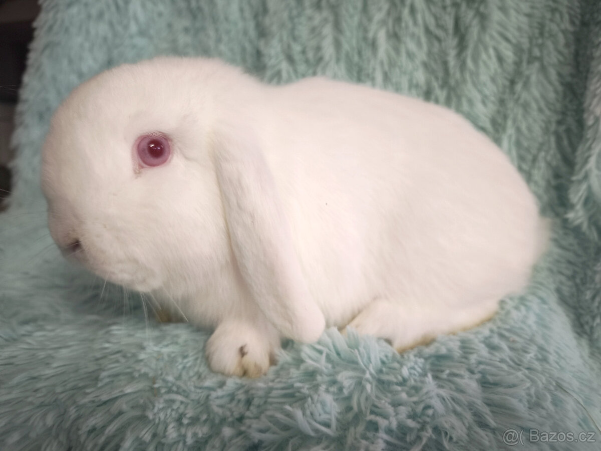 Zakrslý beránek 🍀 O2 🍀 - 3