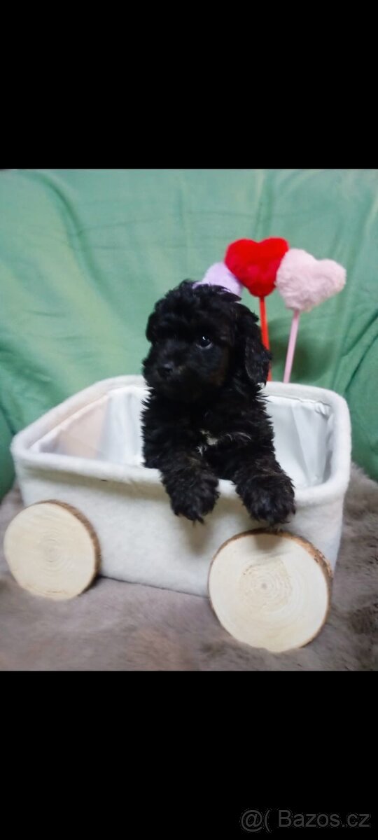 Štěňátka - 3