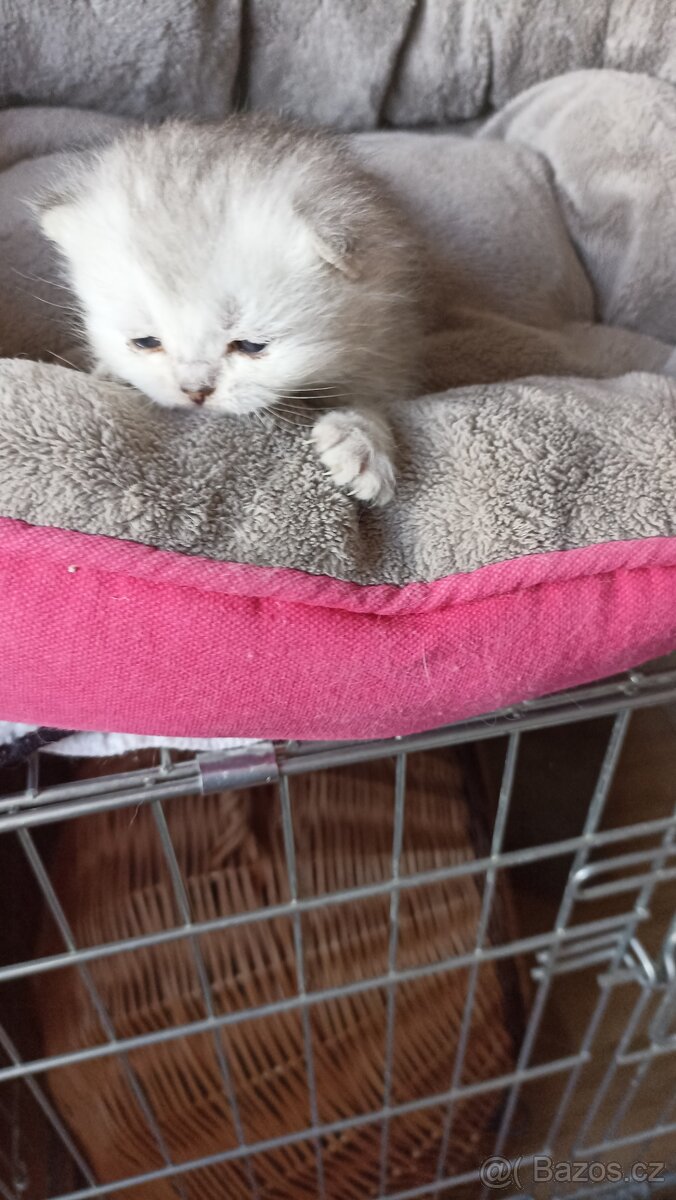 Britská koťátka s PP - 3