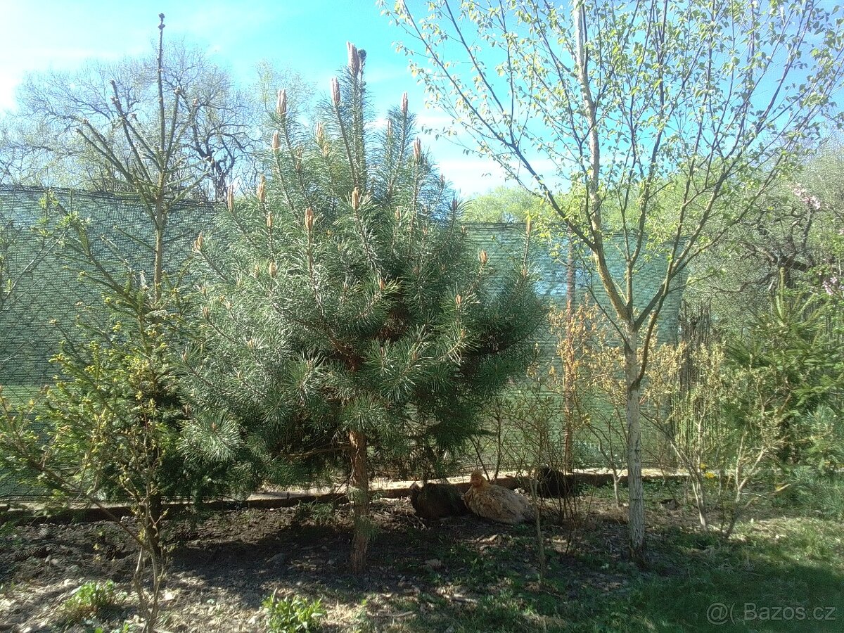 Domácí vajíčka - 3