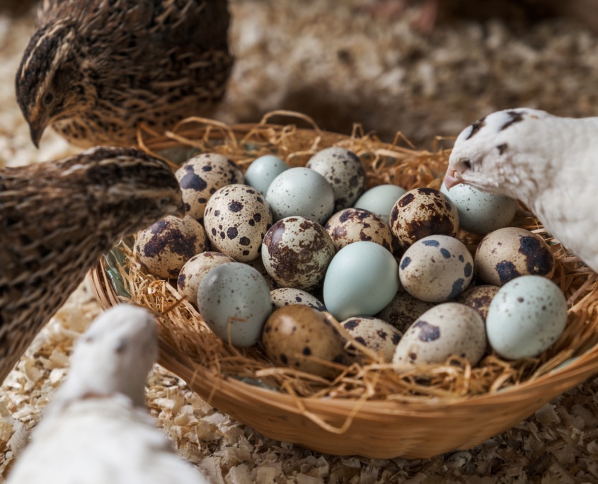 Krepelci vajicka - 3