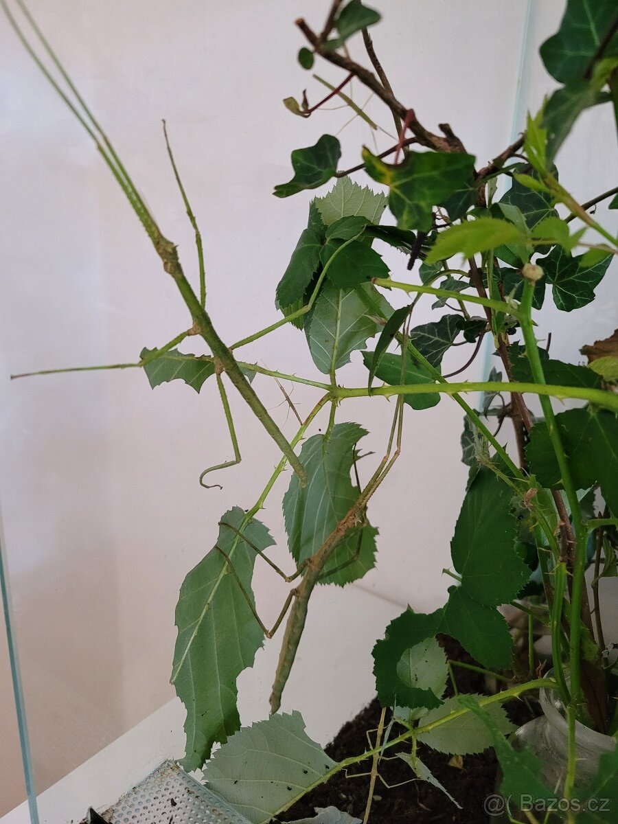 daruji strašilky - 3