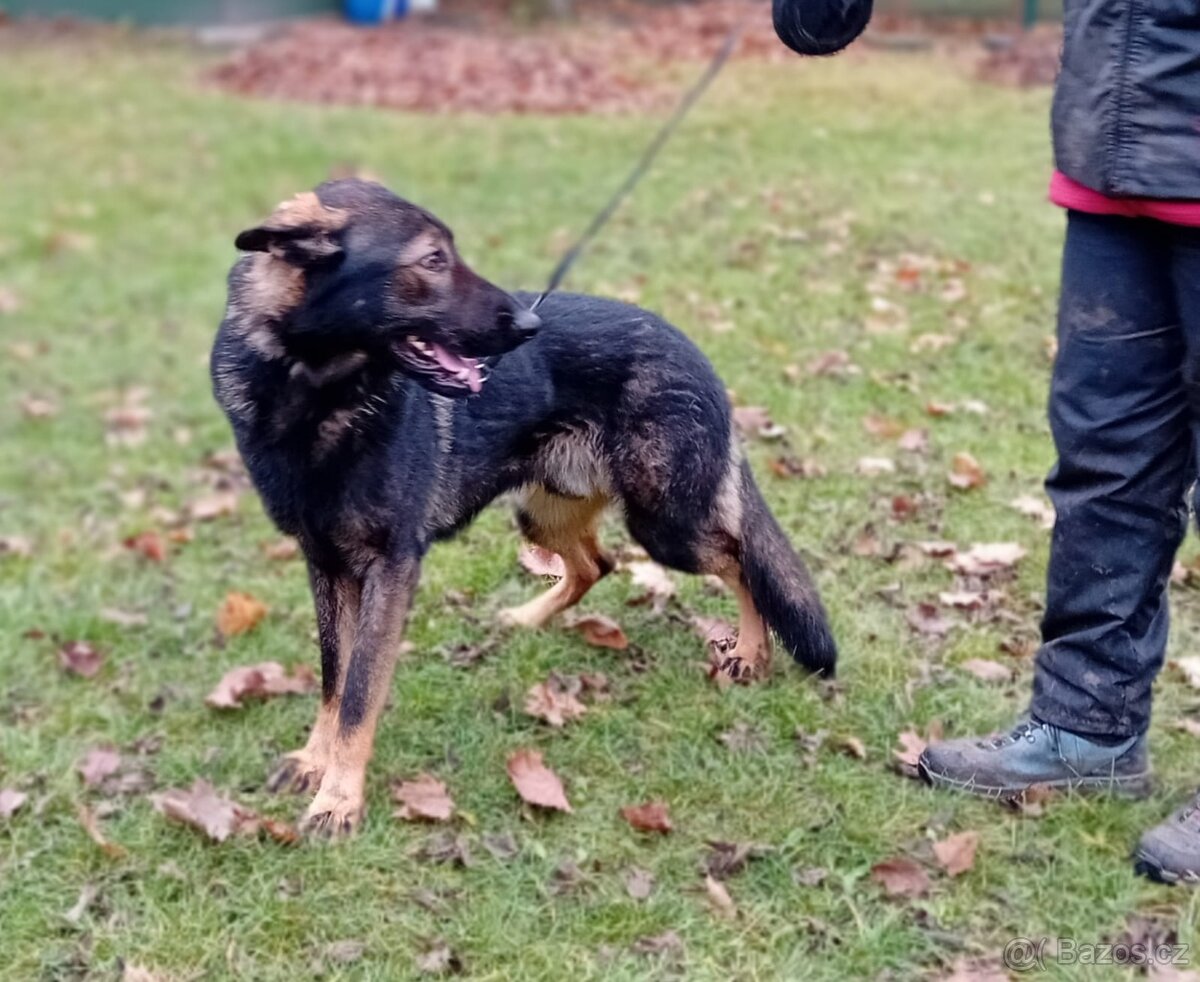 Německý ovčák s PP - 3