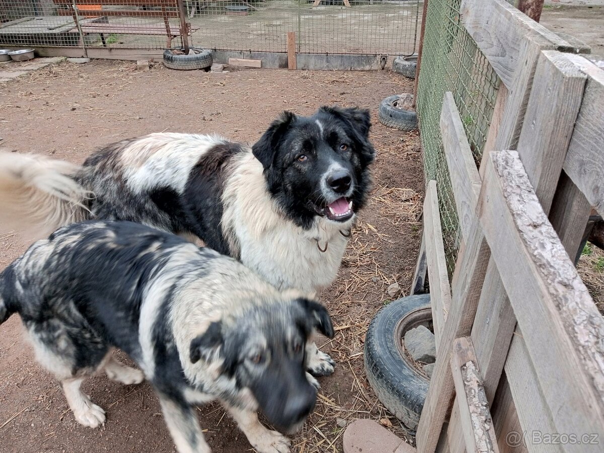 Kavkazský pastevecký pes kříženec - 3