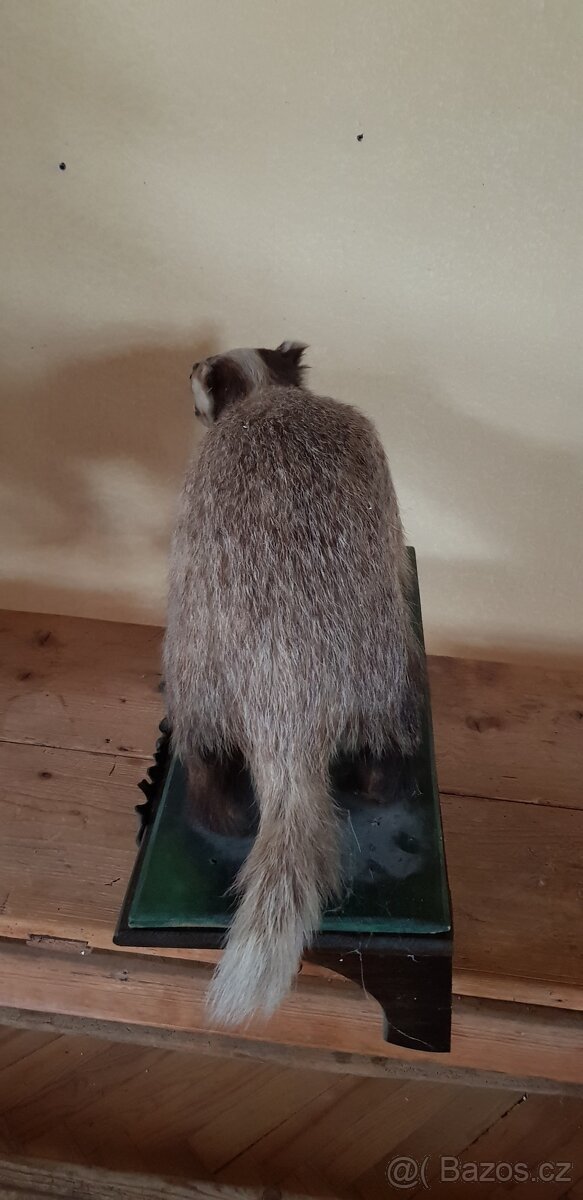 Stará lovecká trofej VYDRA - myslivost - dekorace - 3