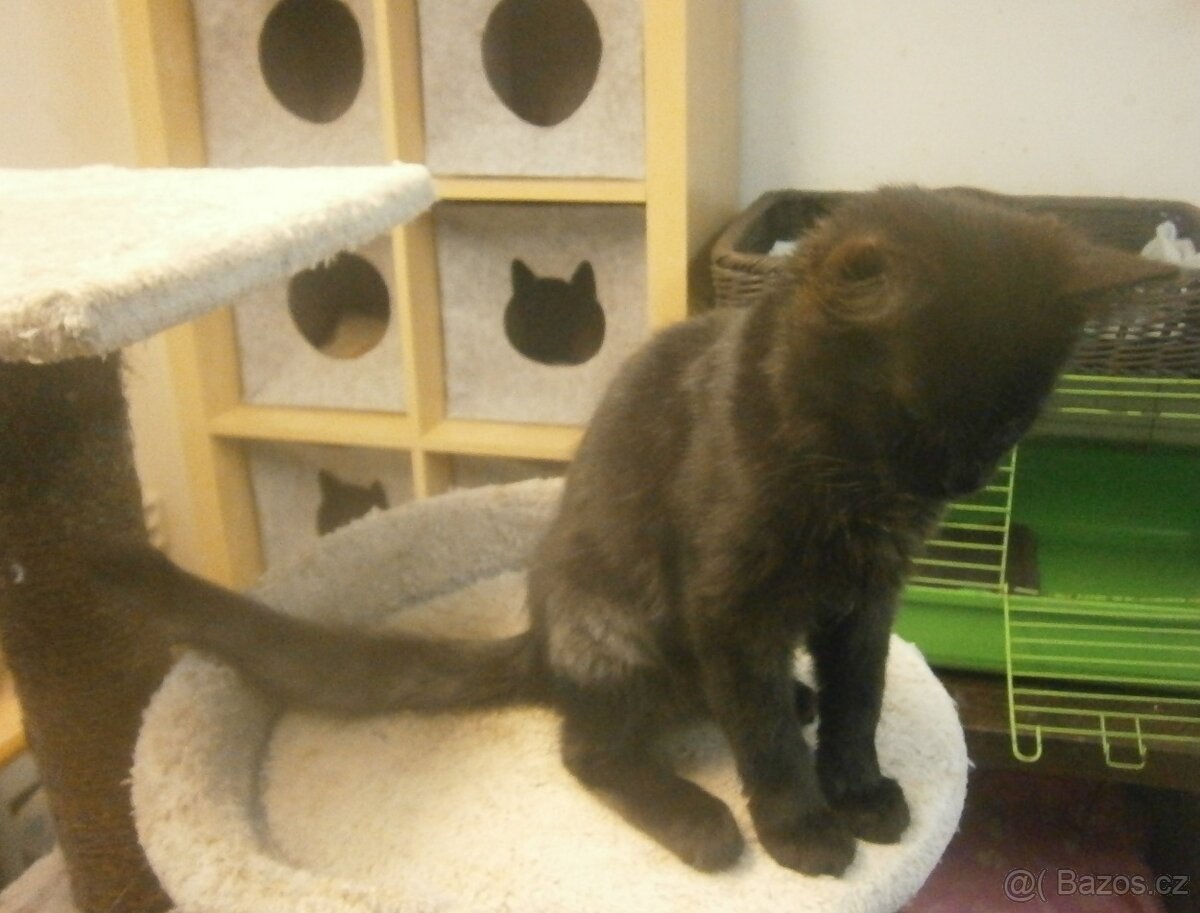 Černý 3měsíční kocourek Šimon - 3