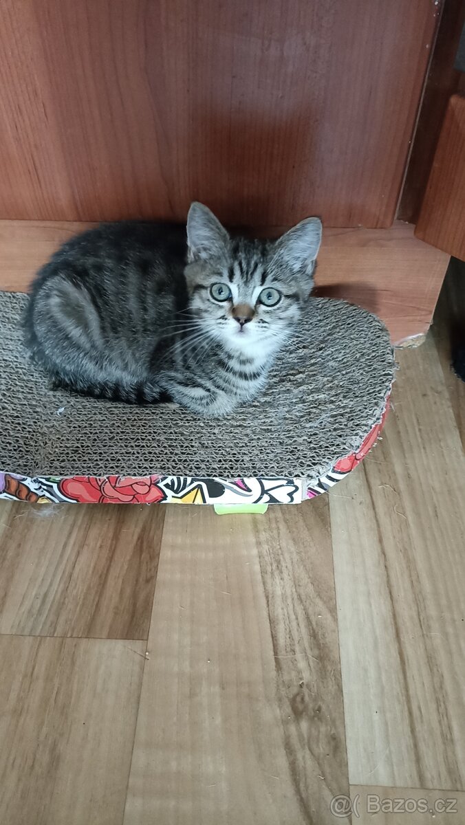 Britský whiskas kocourek s PP - 3