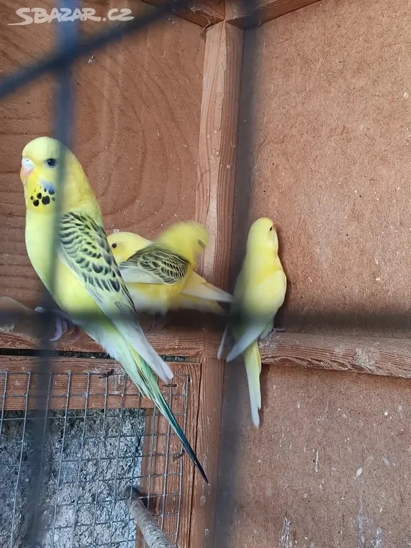 Letošní andulky - okroužkované - 3