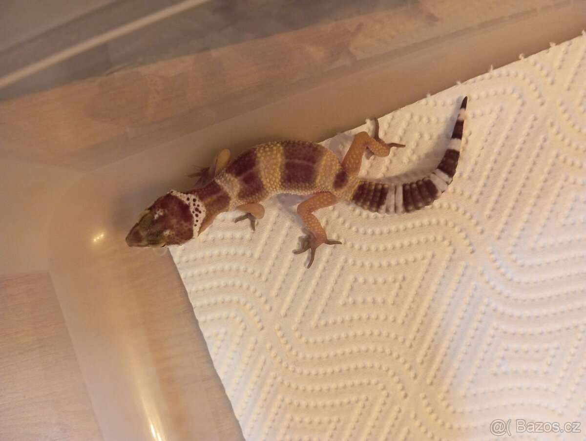 Gekončíci - 3