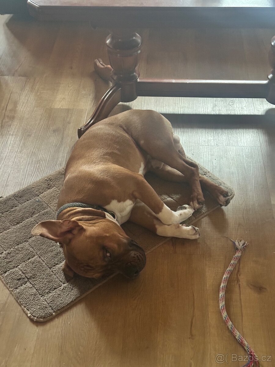 Štěně amerického stafordširského teriéra s PP - 3