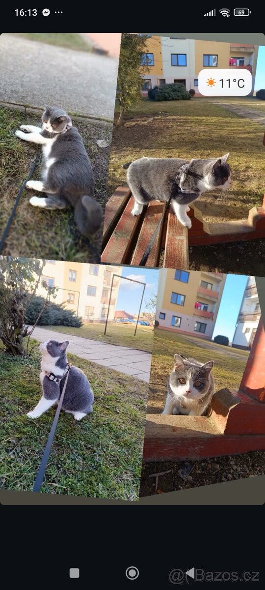 Britská Bicolor kočka - 3