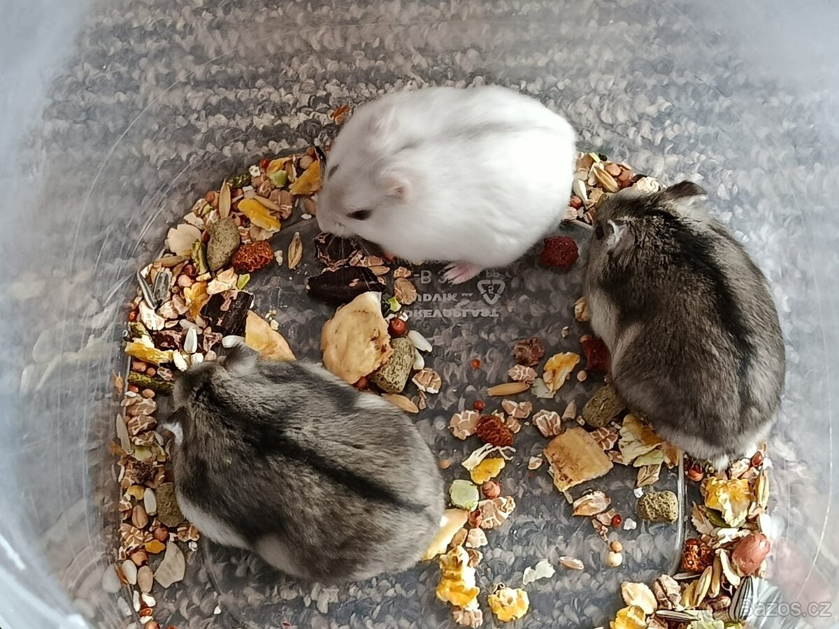 Křečík džungarský - 3