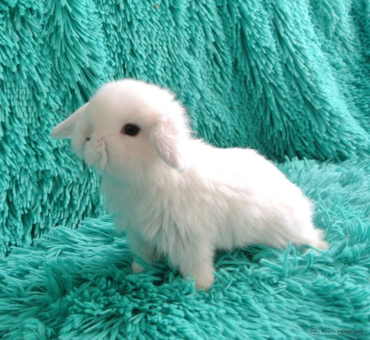 minilop - beránci - 3