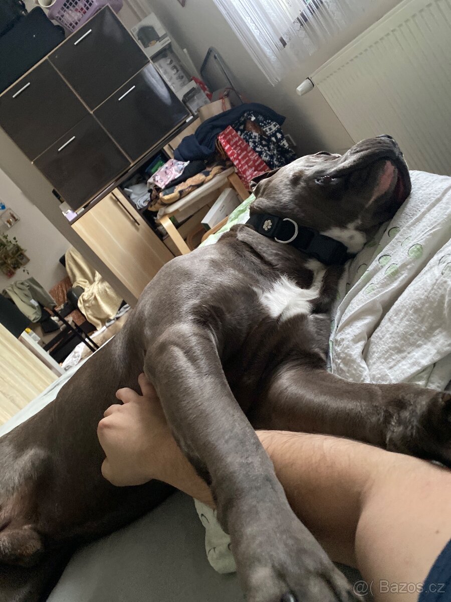 American Bully xl - 3