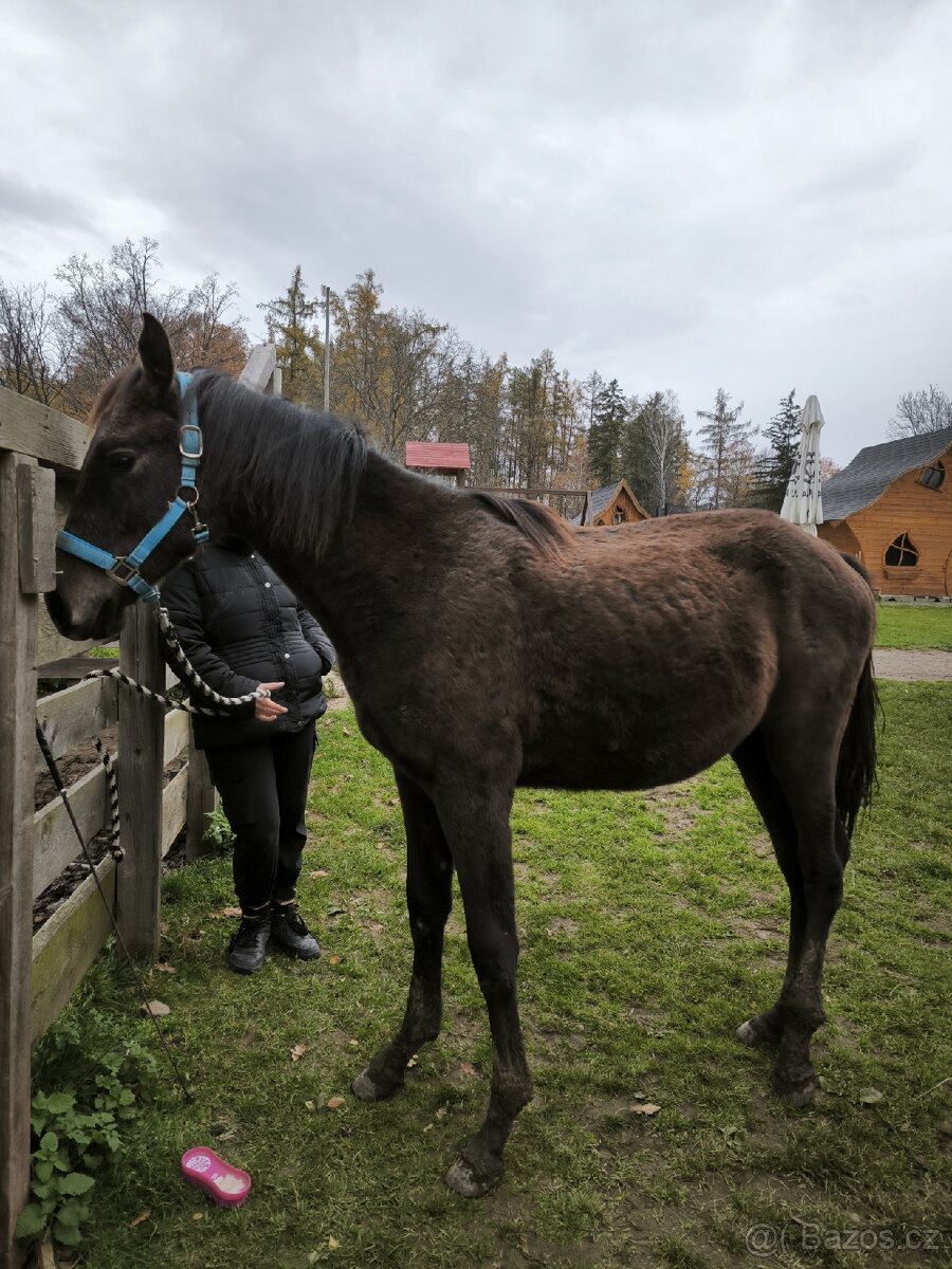 Roční hřebeček CS - 3